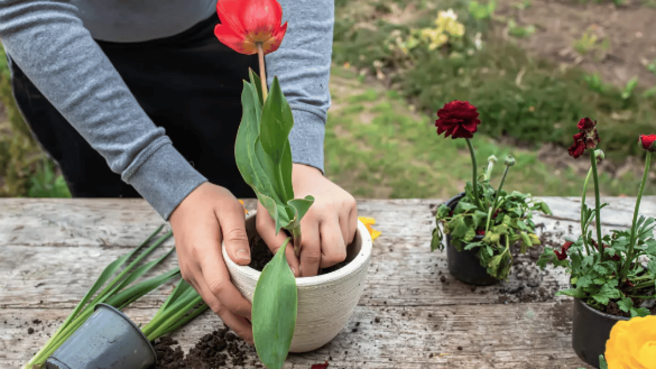 Foto - Muazzam bir görsel şölene hazır mısınız? Mart ayında hangi çiçekler ekilir?