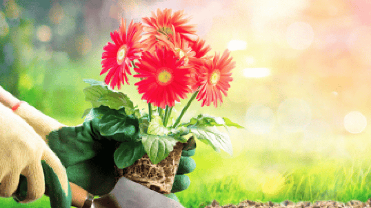 Foto - Muazzam bir görsel şölene hazır mısınız? Mart ayında hangi çiçekler ekilir?