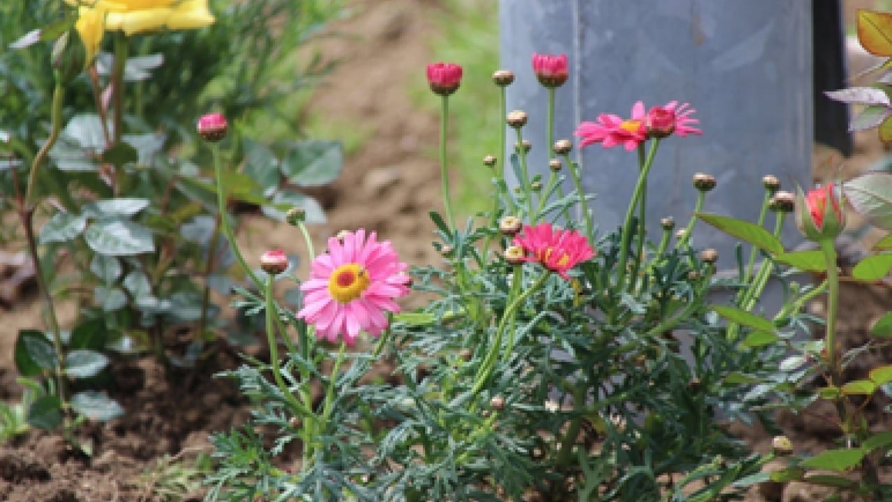 Foto - Muazzam bir görsel şölene hazır mısınız? Mart ayında hangi çiçekler ekilir?