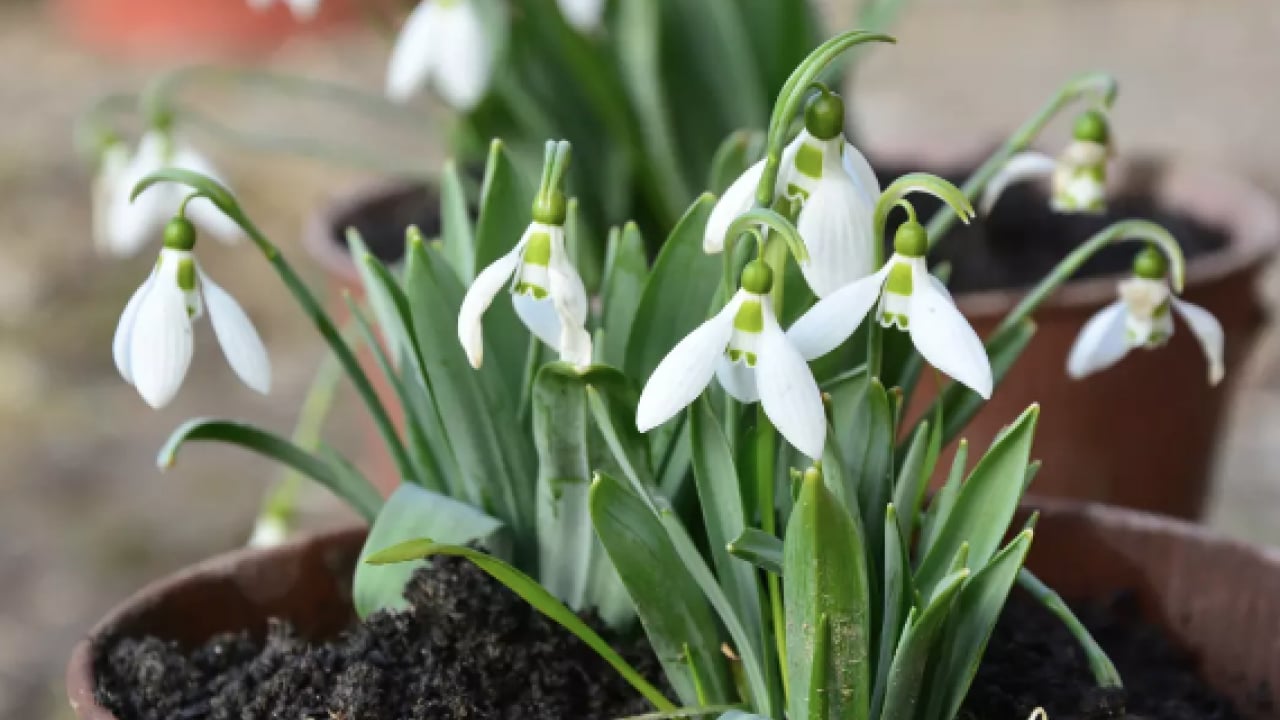 Foto - Muazzam bir görsel şölene hazır mısınız? Mart ayında hangi çiçekler ekilir?