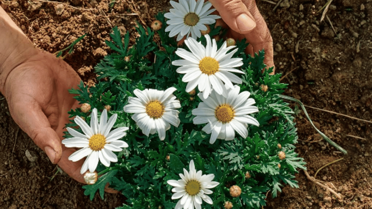 Foto - Muazzam bir görsel şölene hazır mısınız? Mart ayında hangi çiçekler ekilir?