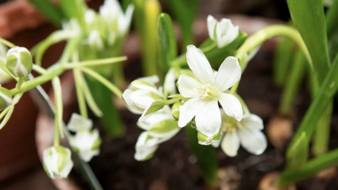 Foto - Muazzam bir görsel şölene hazır mısınız? Mart ayında hangi çiçekler ekilir?
