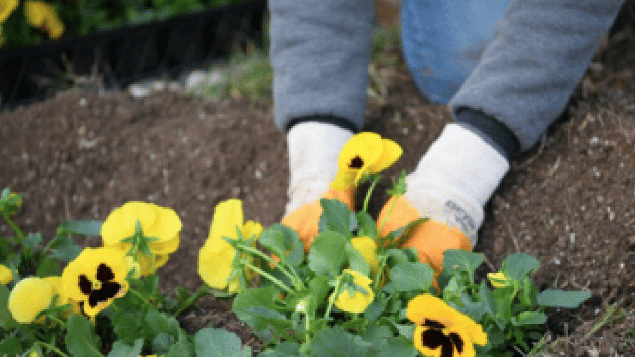 Foto - Muazzam bir görsel şölene hazır mısınız? Mart ayında hangi çiçekler ekilir?