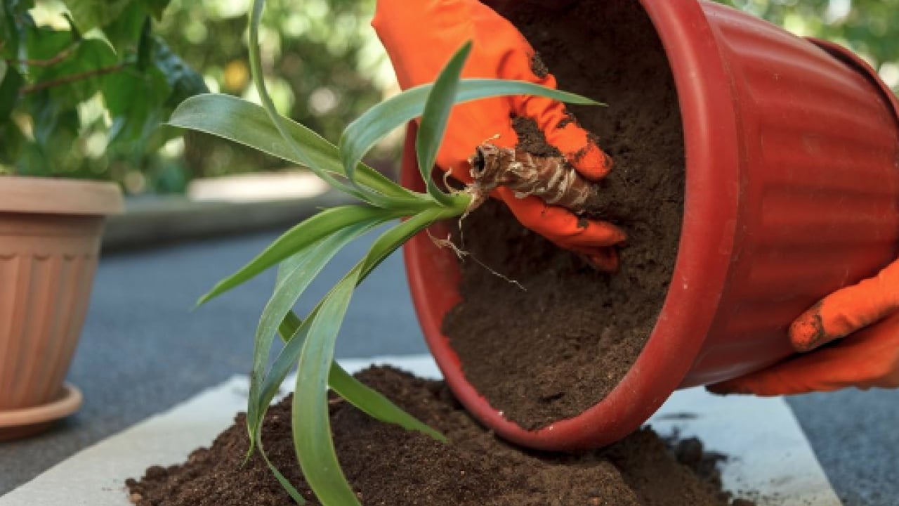 Foto - Muazzam bir görsel şölene hazır mısınız? Mart ayında hangi çiçekler ekilir?
