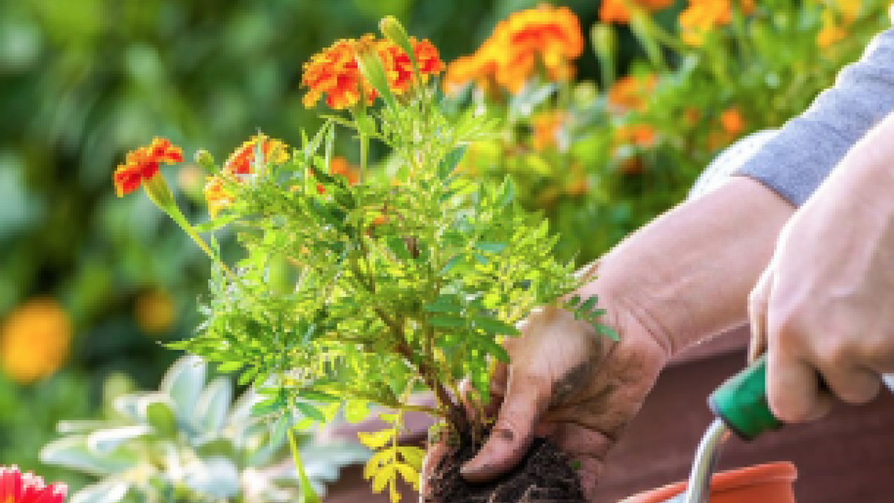 Foto - Muazzam bir görsel şölene hazır mısınız? Mart ayında hangi çiçekler ekilir?