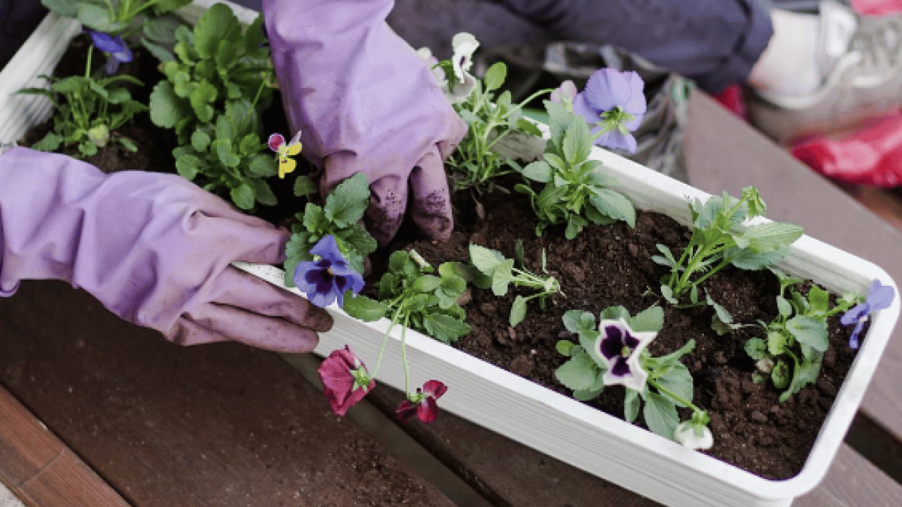 Foto - Muazzam bir görsel şölene hazır mısınız? Mart ayında hangi çiçekler ekilir?