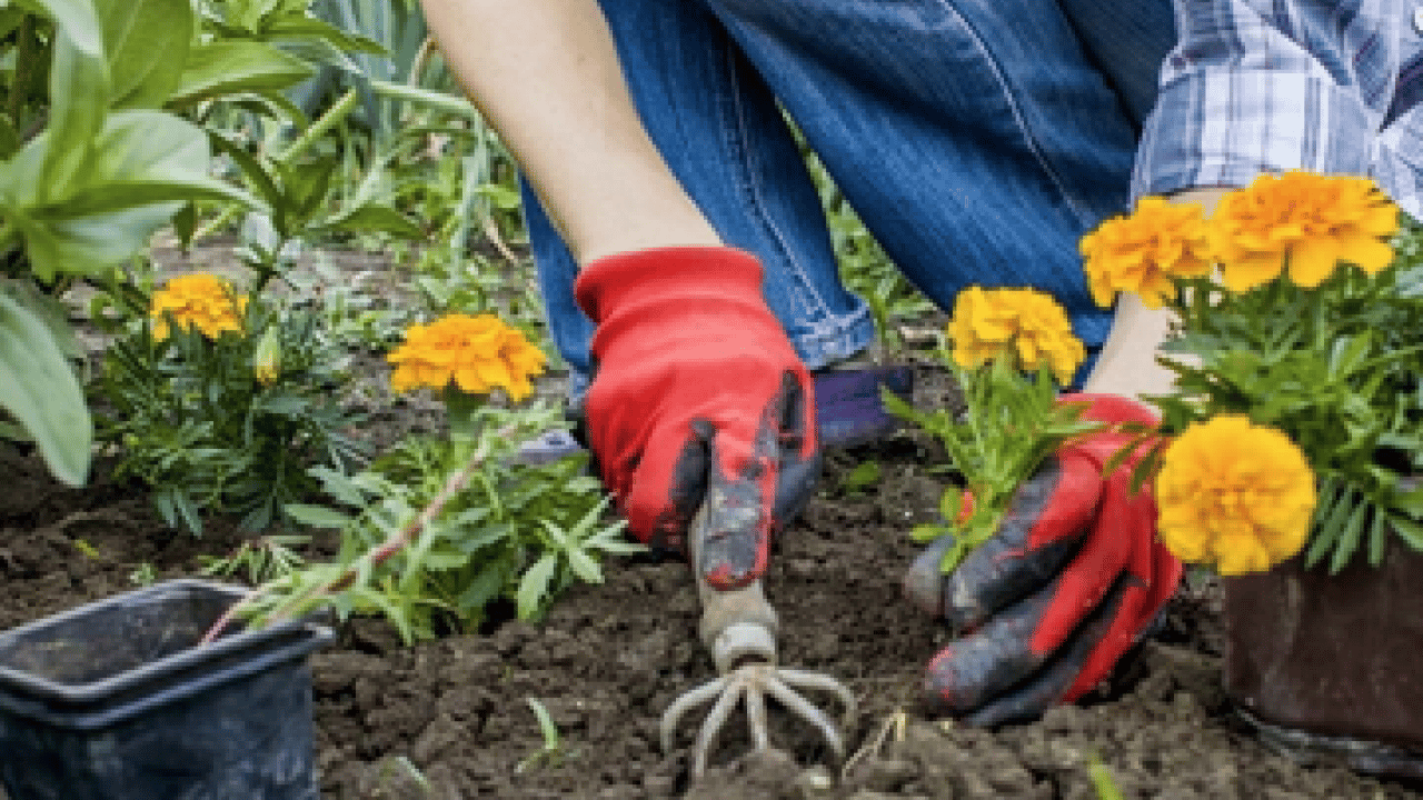 Foto - Muazzam bir görsel şölene hazır mısınız? Mart ayında hangi çiçekler ekilir?