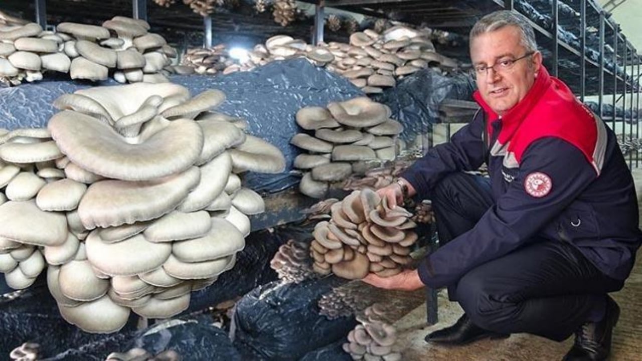 Foto - Mucizevi besinin hasadı Samsun’da başladı! Kemikleri beton gibi güçlendirip kolesterolü tepetaklak düşürüyor