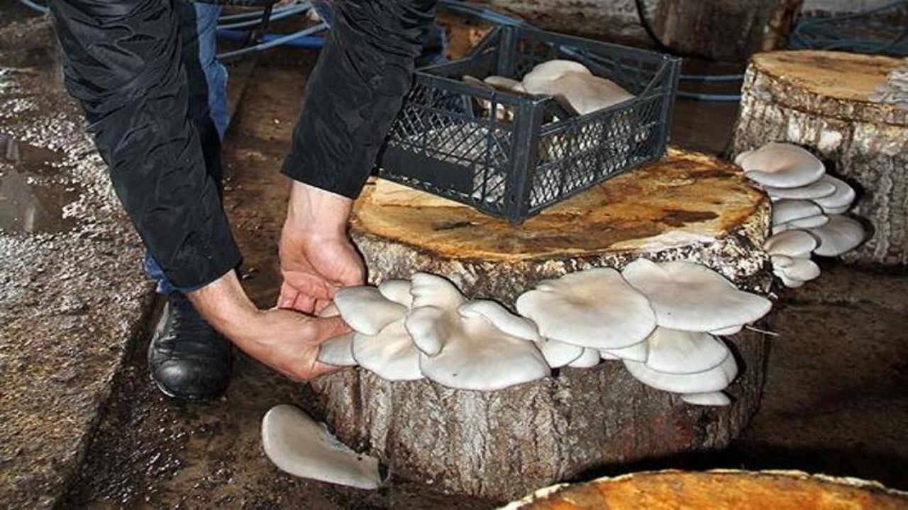 Foto - Mucizevi besinin hasadı Samsun’da başladı! Kemikleri beton gibi güçlendirip kolesterolü tepetaklak düşürüyor