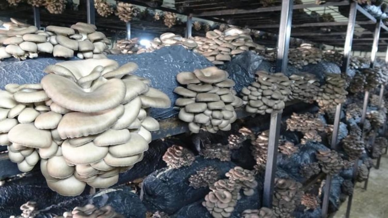 Foto - Mucizevi besinin hasadı Samsun’da başladı! Kemikleri beton gibi güçlendirip kolesterolü tepetaklak düşürüyor