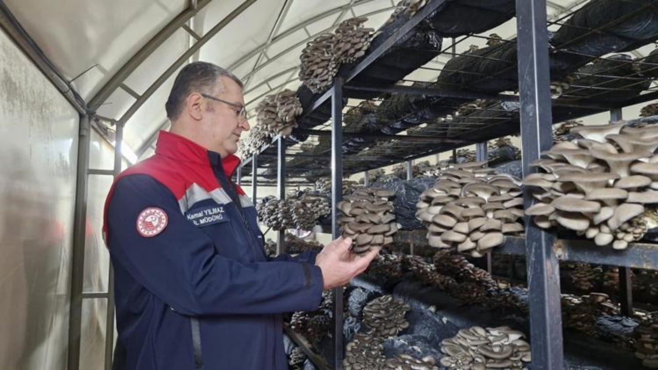 Foto - Mucizevi besinin hasadı Samsun’da başladı! Kemikleri beton gibi güçlendirip kolesterolü tepetaklak düşürüyor