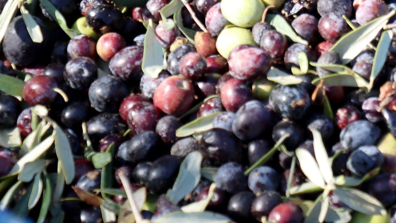 Foto - Muhtar istihdam sağladı! Devlet desteğiyle kurulan tesis, köyün kaderini değiştirdi