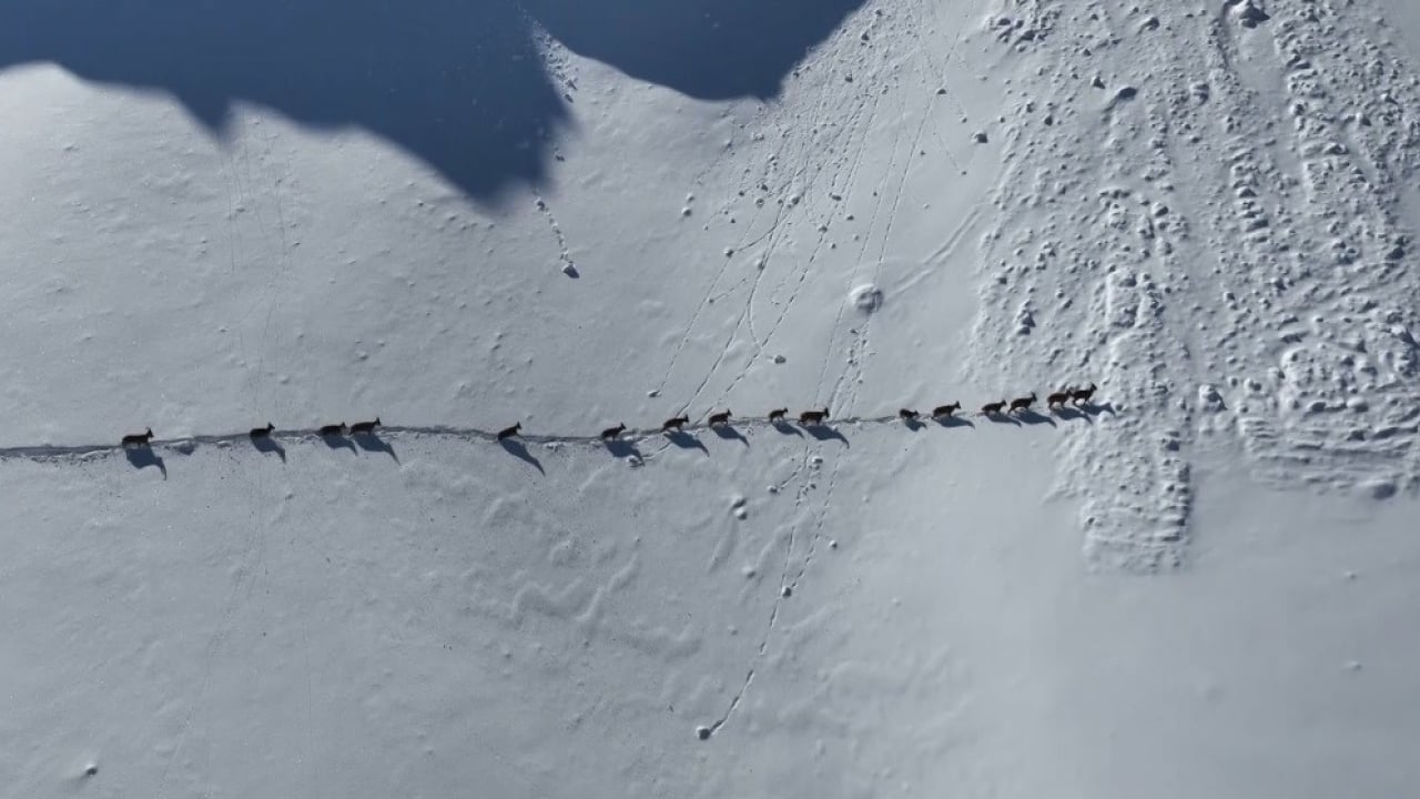 Foto - Munzur Dağları’nda görsel şölen: Nesli tehlike altındaki yaban keçilerinin karlı göçü havadan görüntülendi