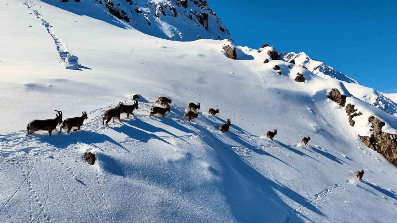Munzur Dağları’nda görsel şölen: Nesli tehlike altındaki yaban keçilerinin karlı göçü havadan görüntülendi