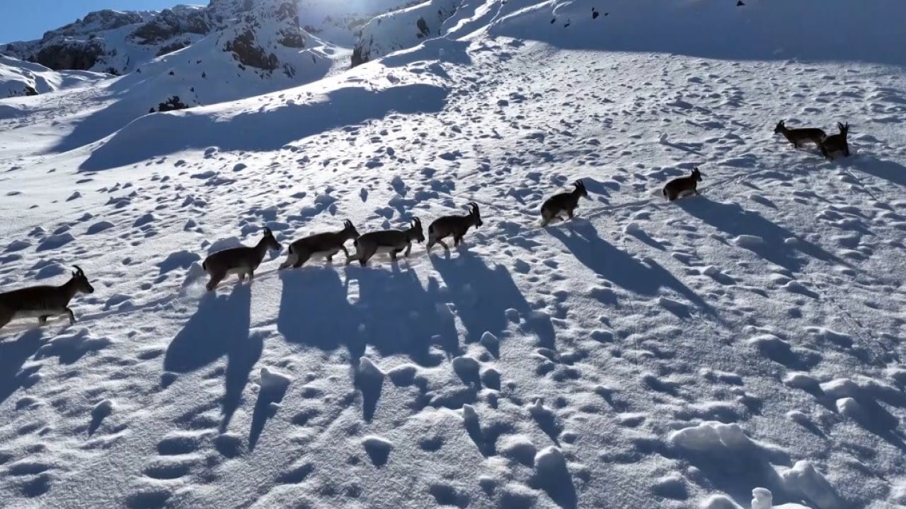 Foto - Munzur Dağları’nda görsel şölen: Nesli tehlike altındaki yaban keçilerinin karlı göçü havadan görüntülendi