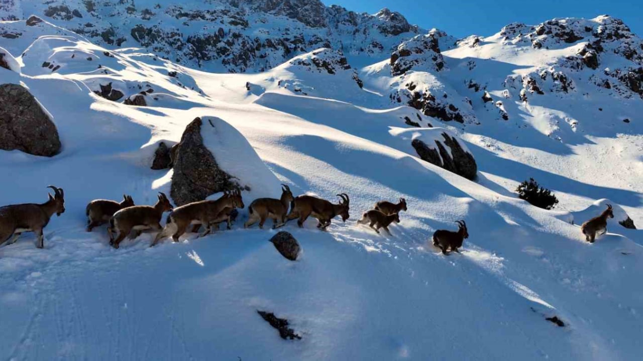 Foto - Munzur Dağları’nda görsel şölen: Nesli tehlike altındaki yaban keçilerinin karlı göçü havadan görüntülendi