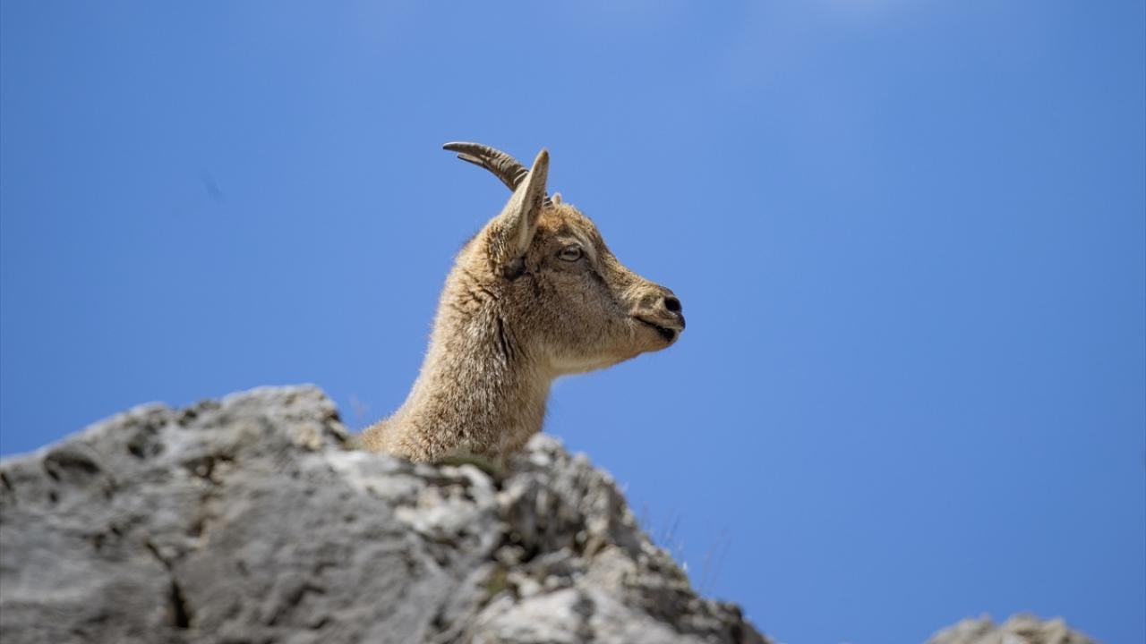 Foto - Munzur Vadisi’nde yaban hayat! Yiyecek ararken görüntülendiler