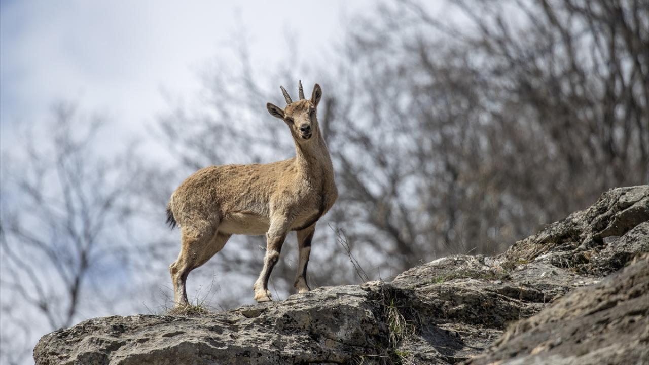 Foto - Munzur Vadisi’nde yaban hayat! Yiyecek ararken görüntülendiler