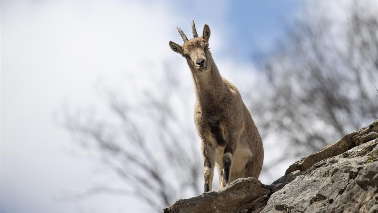Foto - Munzur Vadisi’nde yaban hayat! Yiyecek ararken görüntülendiler