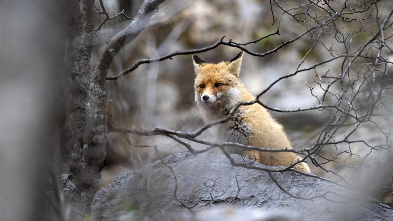 Foto - Munzur Vadisi’nde yaban hayat! Yiyecek ararken görüntülendiler
