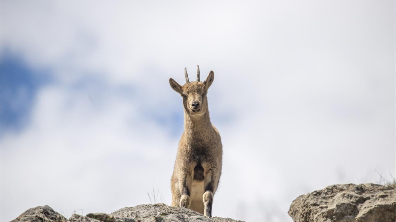 Foto - Munzur Vadisi’nde yaban hayat! Yiyecek ararken görüntülendiler