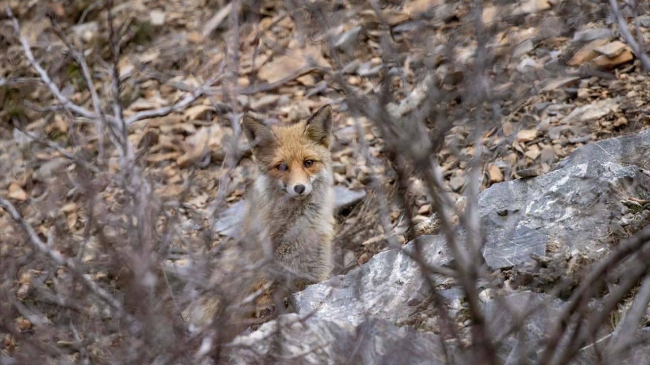 Foto - Munzur Vadisi’nde yaban hayat! Yiyecek ararken görüntülendiler