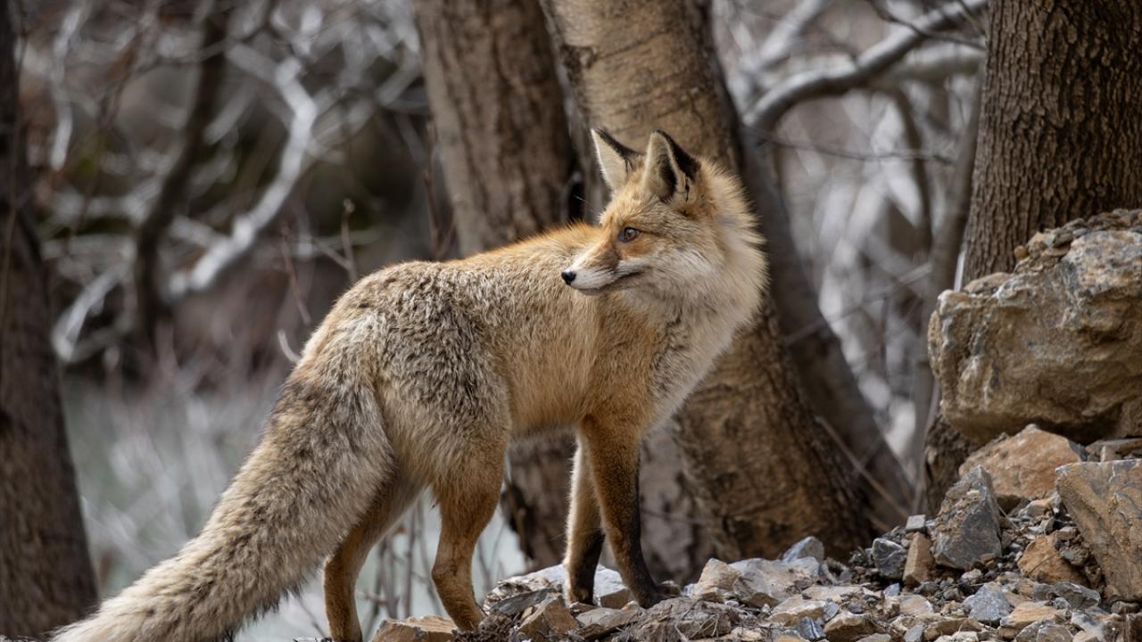Foto - Munzur Vadisi’nde yaban hayat! Yiyecek ararken görüntülendiler