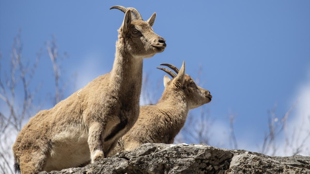 Foto - Munzur Vadisi’nde yaban hayat! Yiyecek ararken görüntülendiler