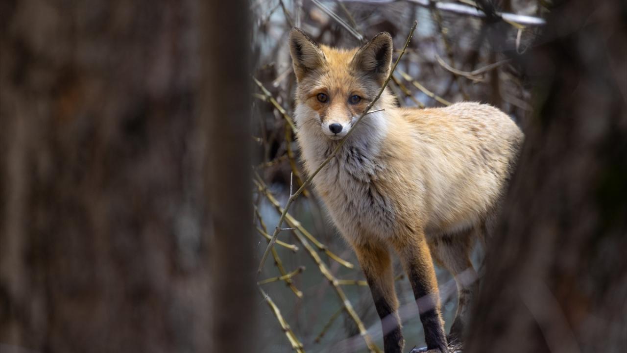 Foto - Munzur Vadisi’nde yaban hayat! Yiyecek ararken görüntülendiler