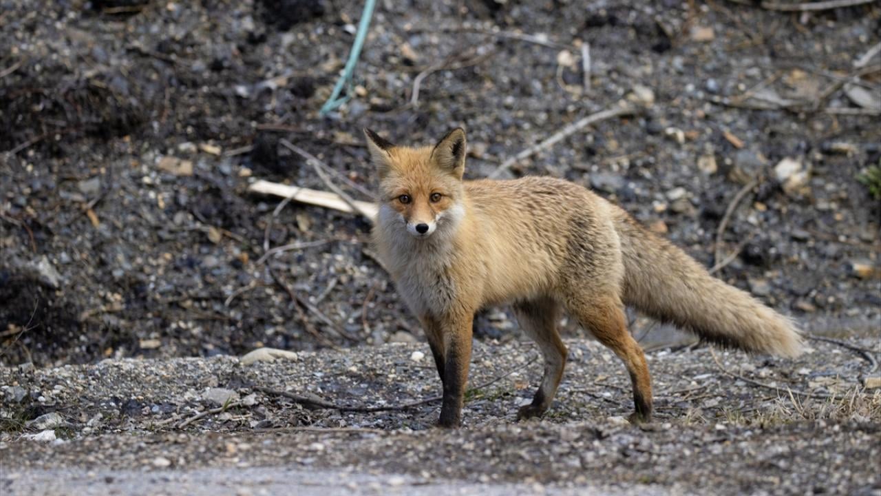 Foto - Munzur Vadisi’nde yaban hayat! Yiyecek ararken görüntülendiler