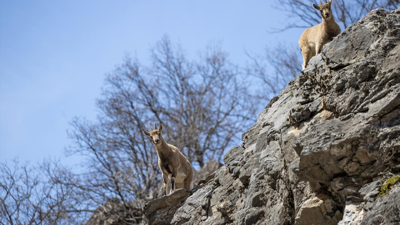 Foto - Munzur Vadisi’nde yaban hayat! Yiyecek ararken görüntülendiler