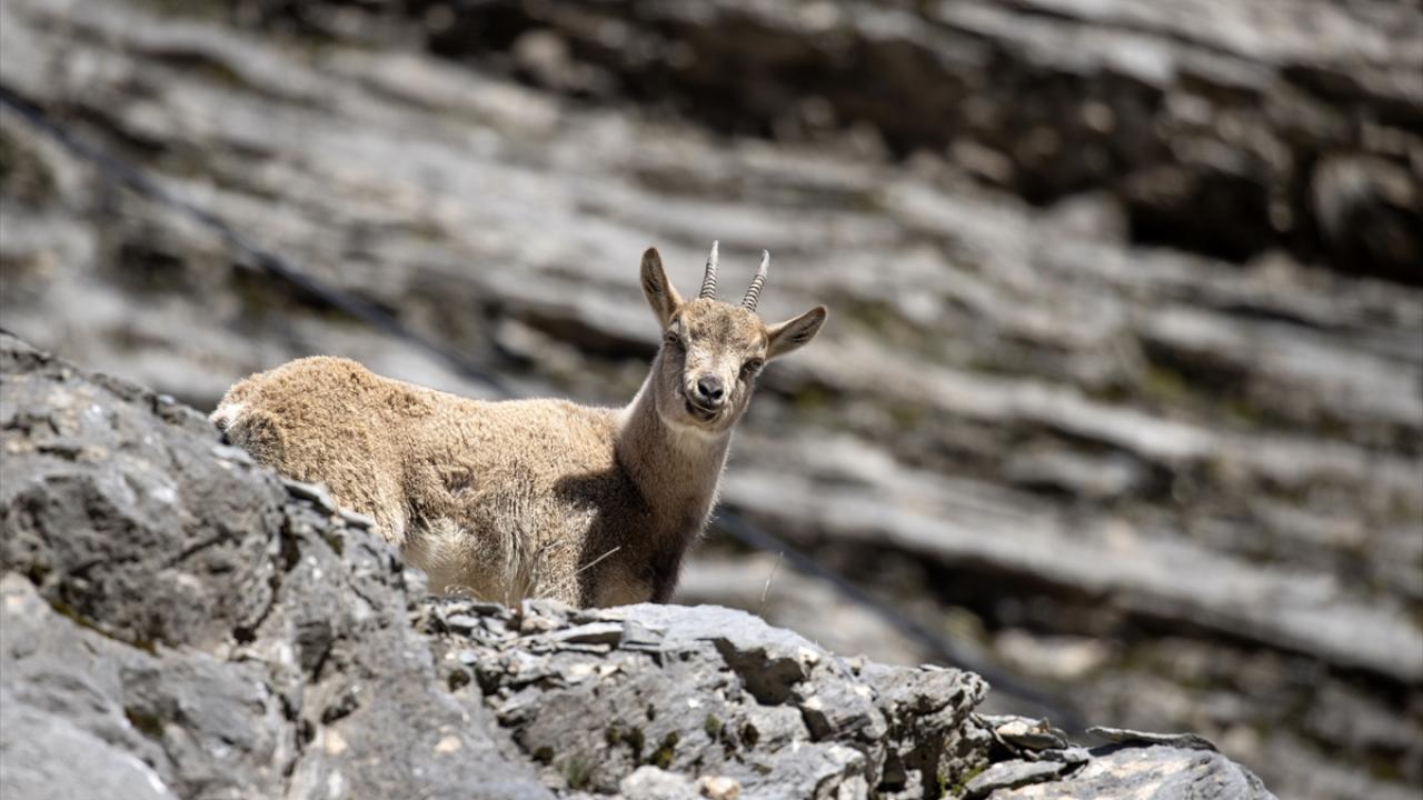 Foto - Munzur Vadisi’nde yaban hayat! Yiyecek ararken görüntülendiler