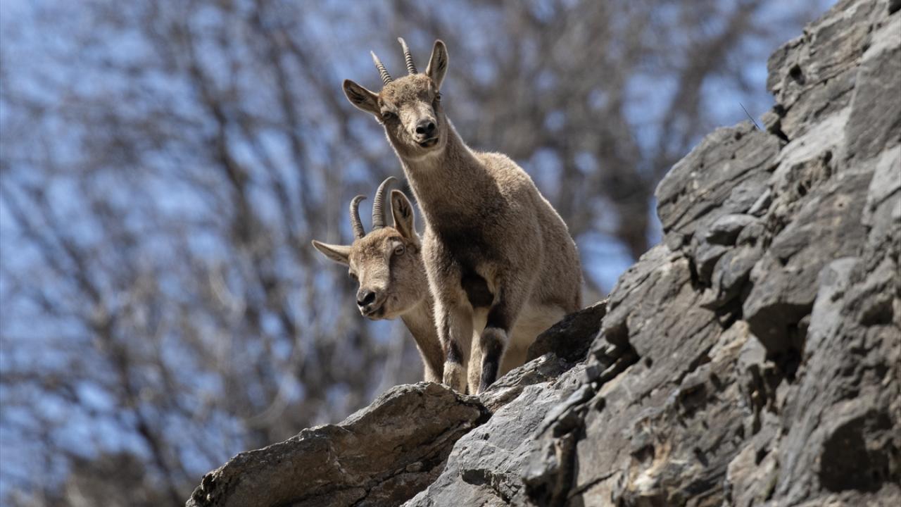 Foto - Munzur Vadisi’nde yaban hayat! Yiyecek ararken görüntülendiler