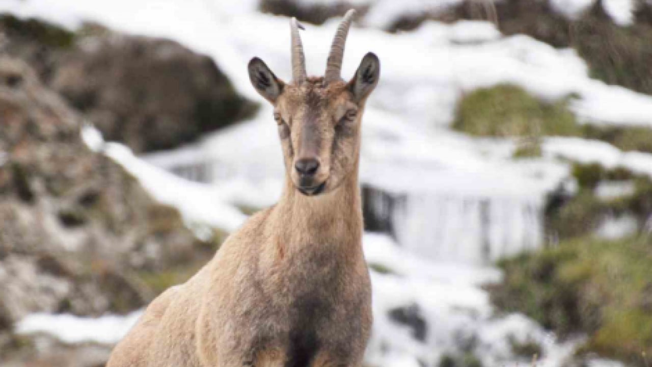 Foto - Munzur’da nefes kesen mücadele: Yaban keçileri karları yarıp geçti