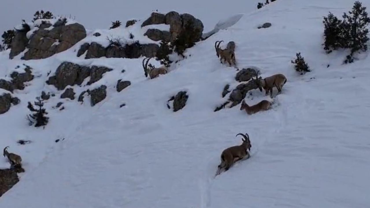 Foto - Munzur’da nefes kesen mücadele: Yaban keçileri karları yarıp geçti