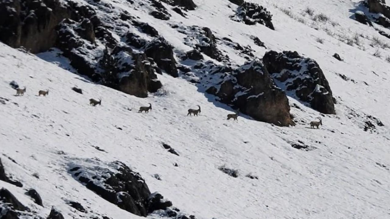 Foto - Munzur’da nefes kesen mücadele: Yaban keçileri karları yarıp geçti