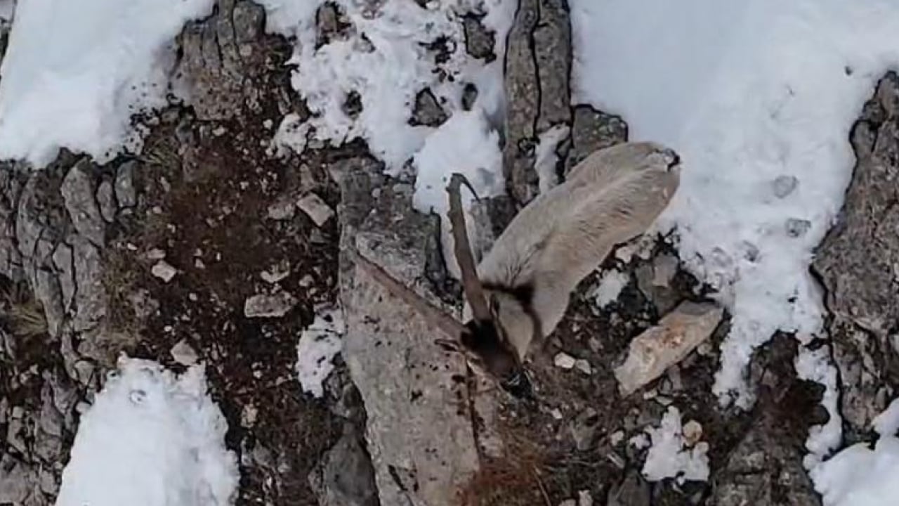 Foto - Munzur’da nefes kesen mücadele: Yaban keçileri karları yarıp geçti