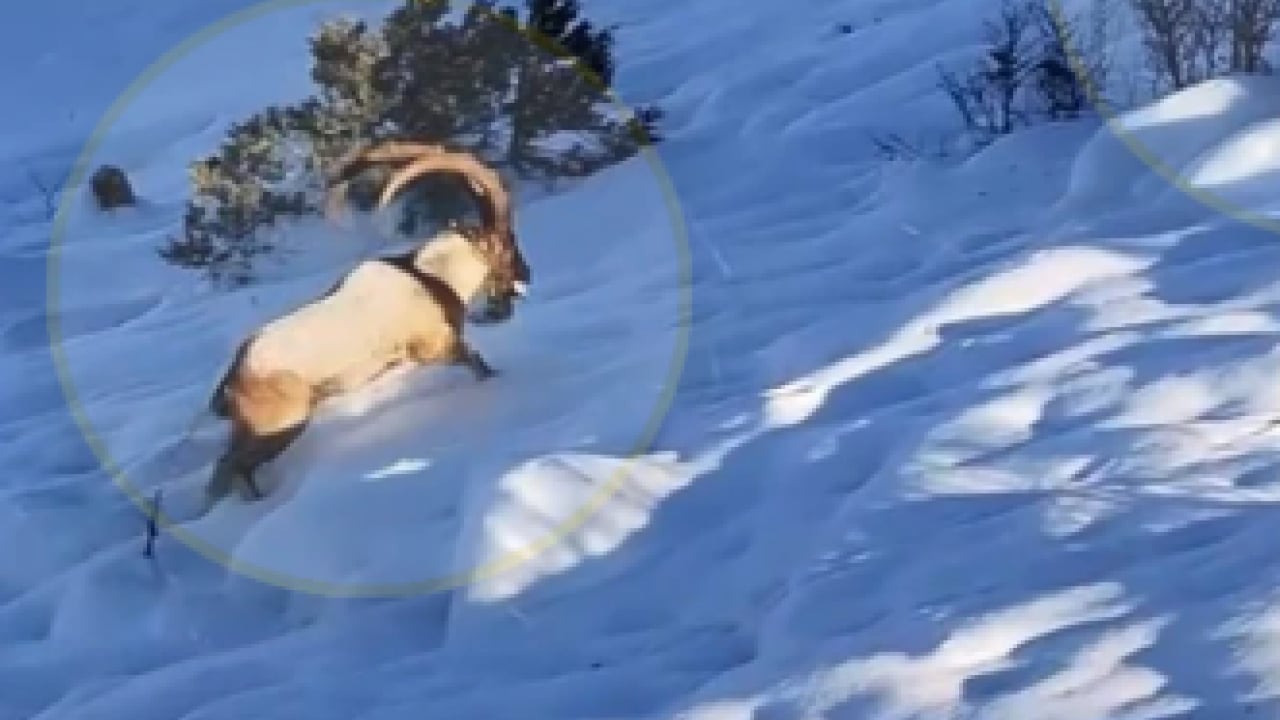 Munzur’da nefes kesen mücadele: Yaban keçileri karları yarıp geçti