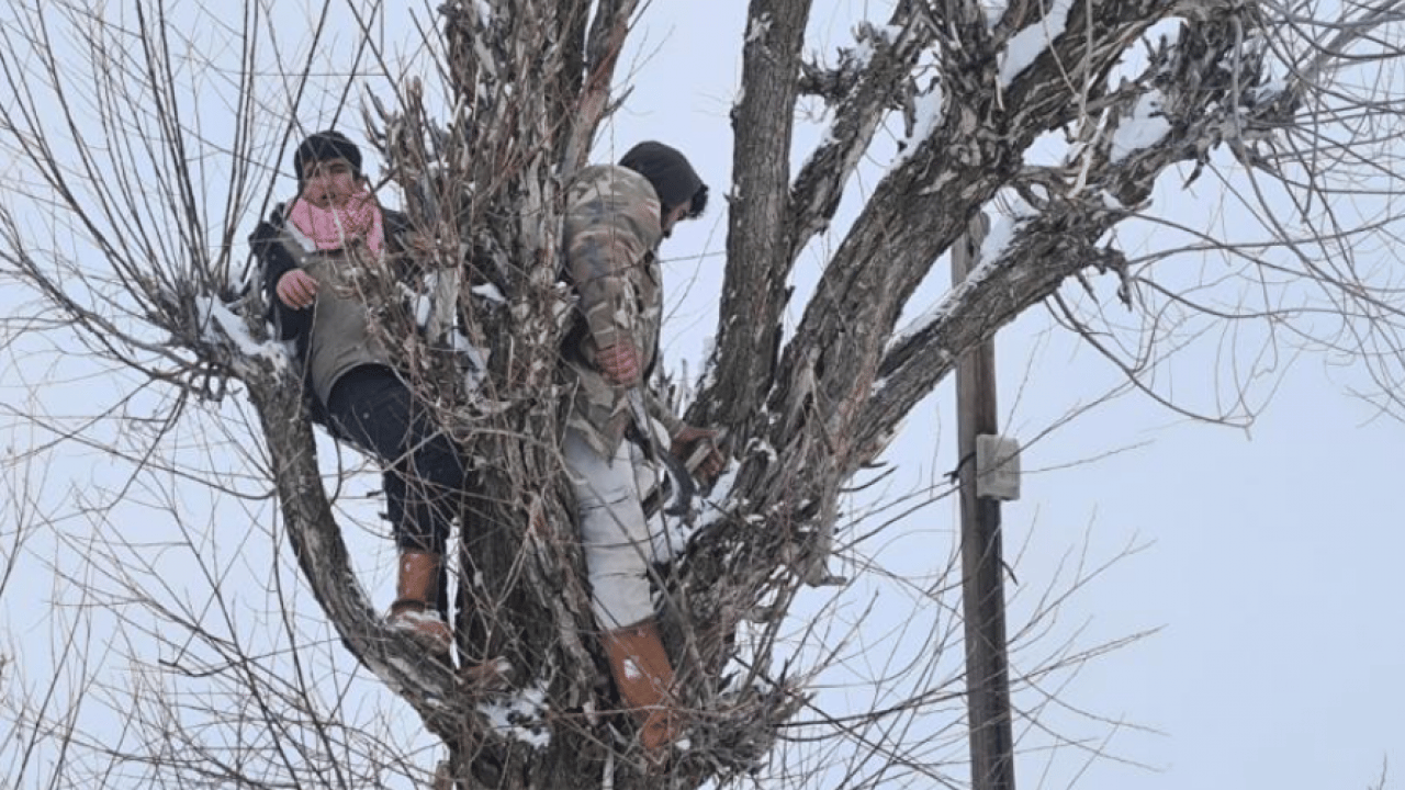 Foto - Muşlu besicilerden şaşırtan yemleme yöntemi
