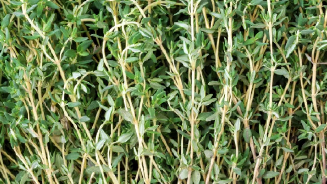 Foto - Mutfak dolabınızda bekleyen o küçük kavanoz... Doğal antibiyotik meğer bu baharatmış! 