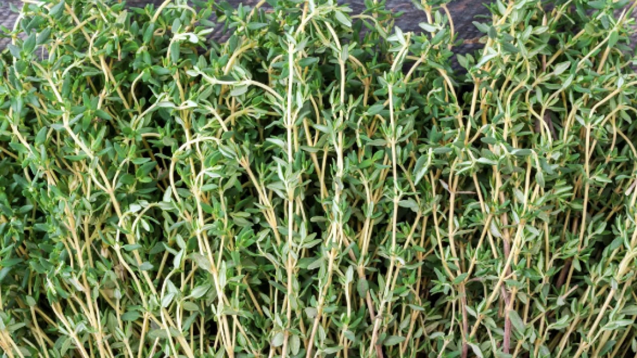 Foto - Mutfak dolabınızda bekleyen o küçük kavanoz... Doğal antibiyotik meğer bu baharatmış! 