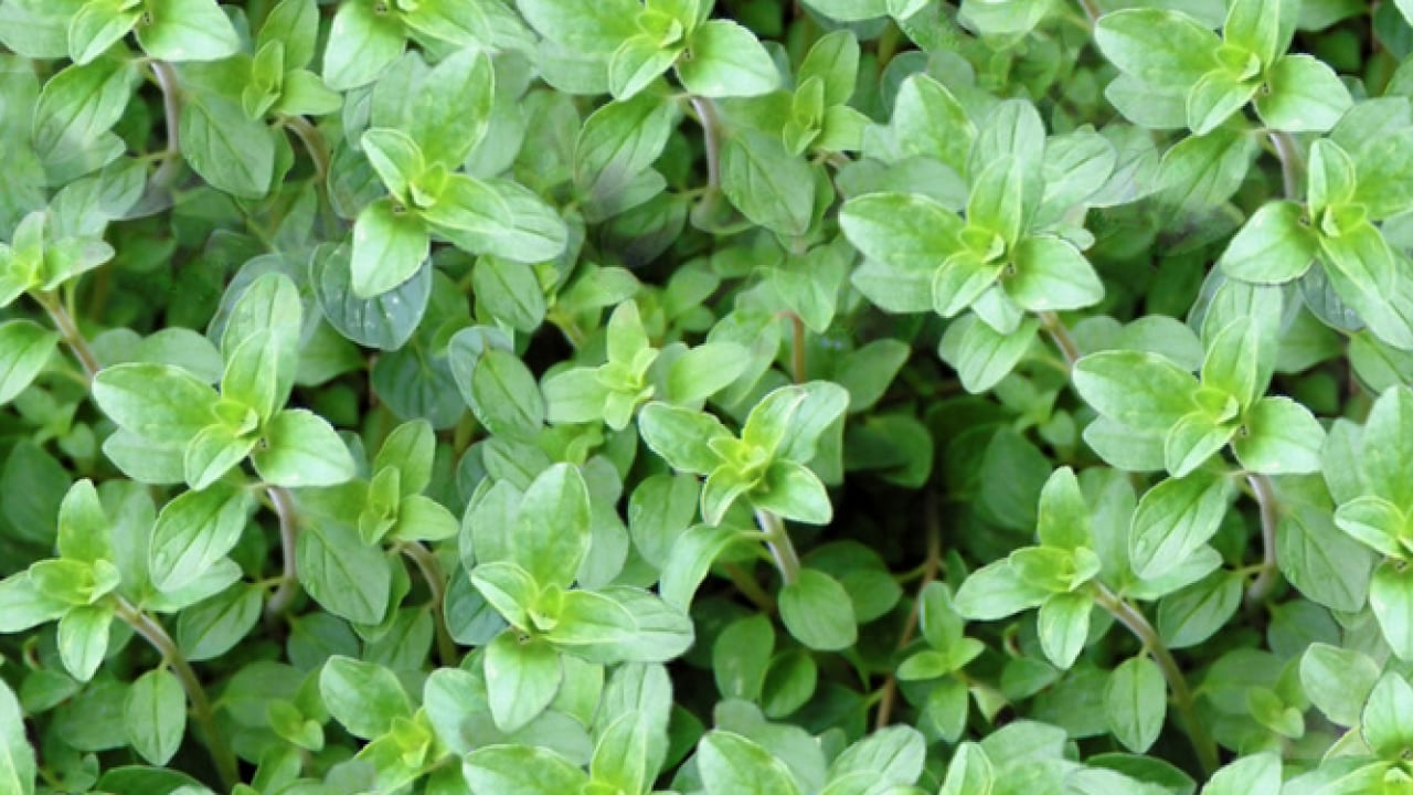 Mutfak dolabınızda bekleyen o küçük kavanoz... Doğal antibiyotik meğer bu baharatmış! 