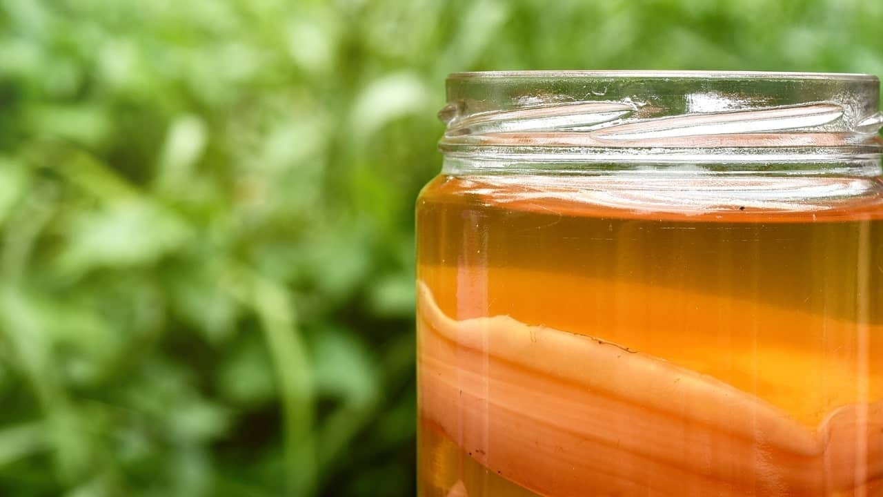 Foto - Nadir kullanılıyor ama antik huzurun anahtarı kombucha çayı: Tam bir hazine! Antik Çin'in tarihi ilacı 