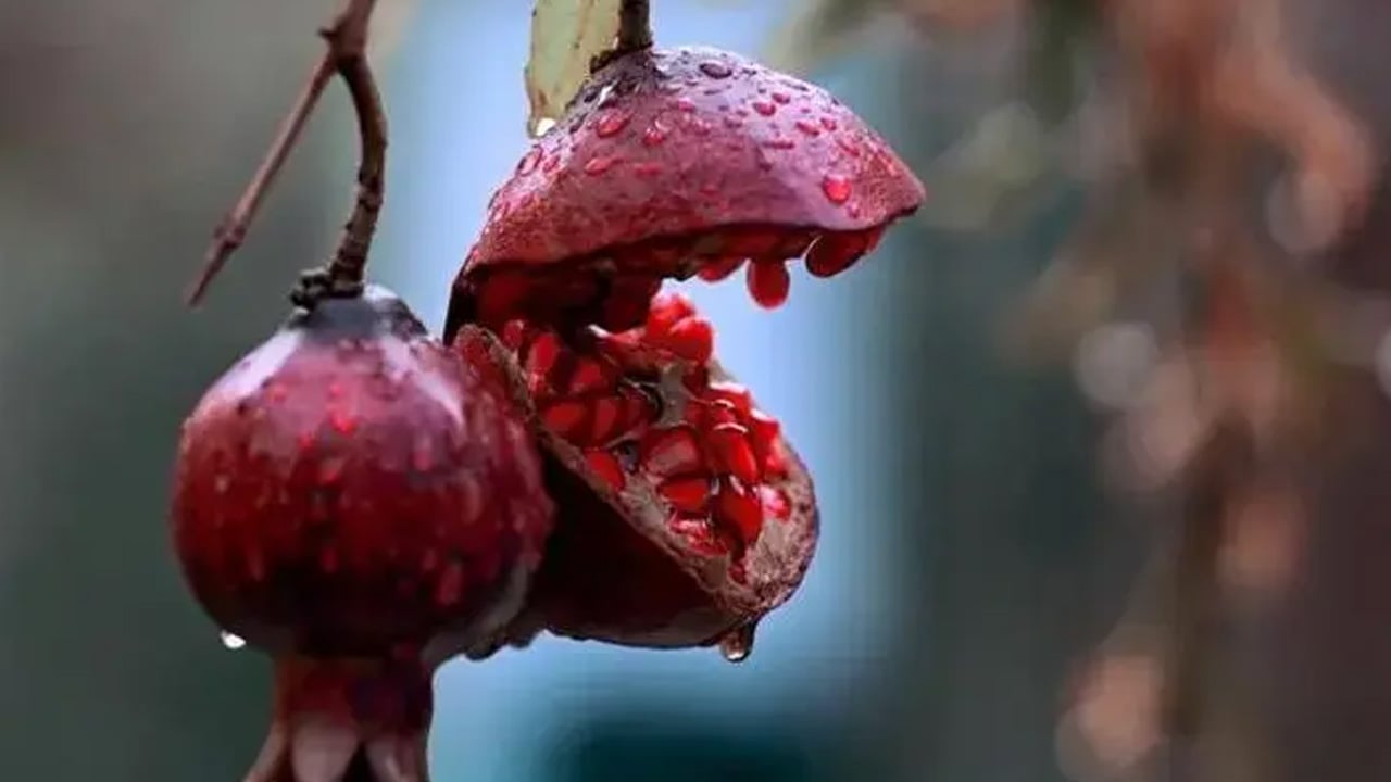 Foto - Tıkalı damarları açıyor! Dünyanın en güçlü antioksidan kaynağı nar damarları koruyabilir: Nar suyu içerseniz...