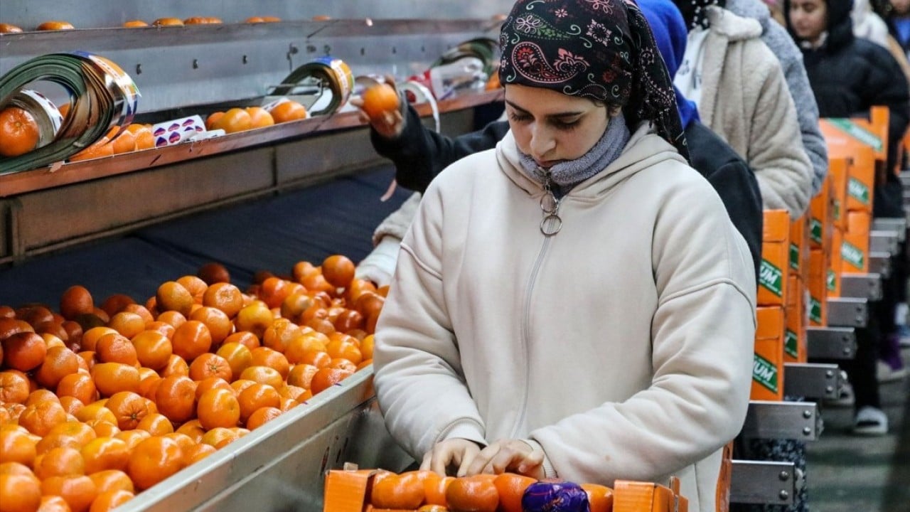Foto - Narenciye bereketi! İhracatı yüzde 41 arttı