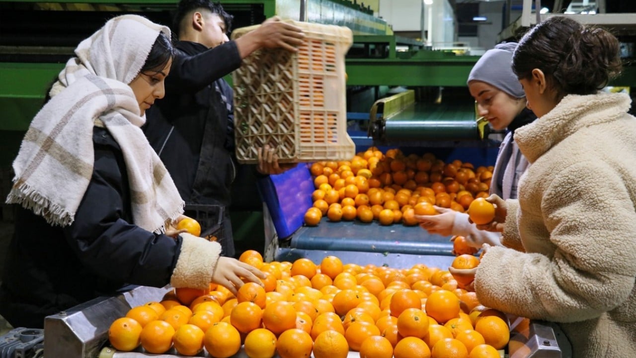 Foto - Narenciye bereketi! İhracatı yüzde 41 arttı