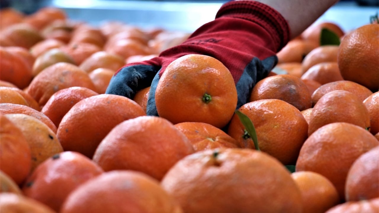 Foto - Narenciye bereketi! İhracatı yüzde 41 arttı