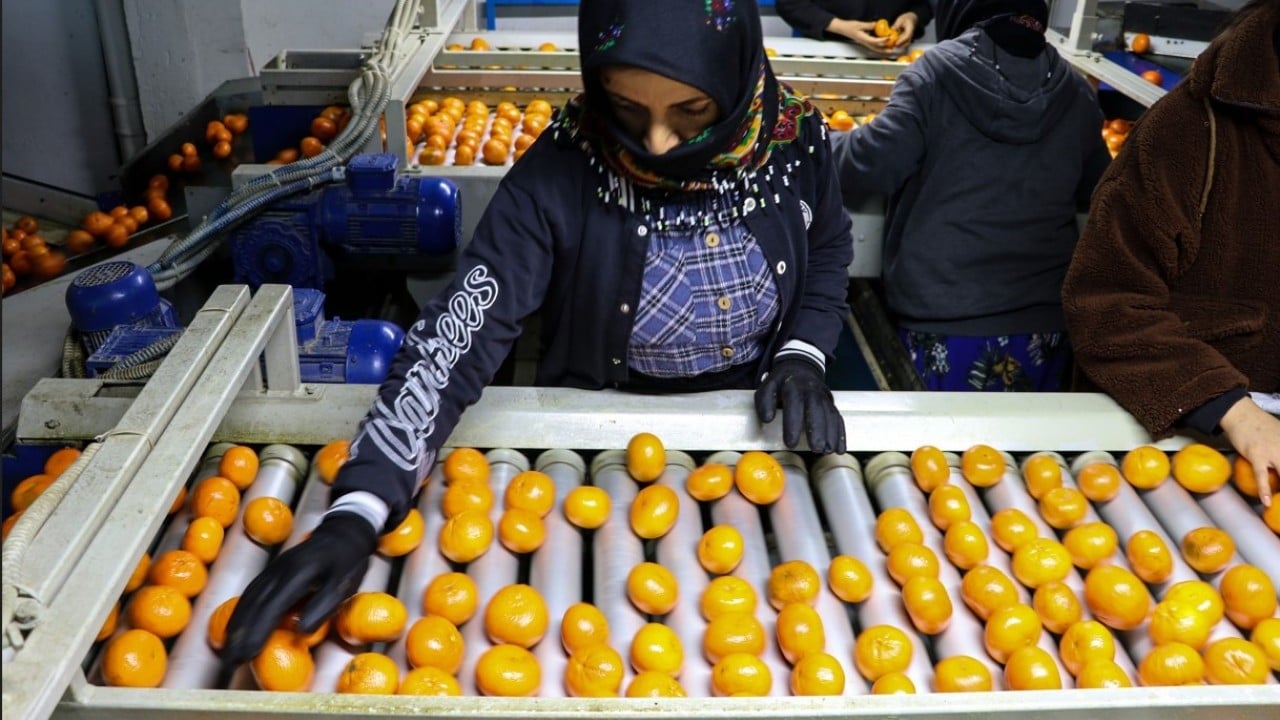 Foto - Narenciye bereketi! İhracatı yüzde 41 arttı