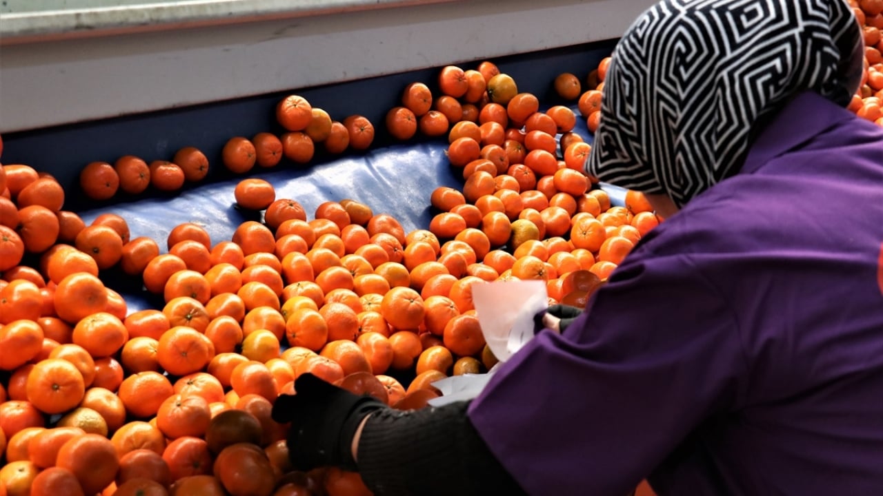 Foto - Narenciye bereketi! İhracatı yüzde 41 arttı
