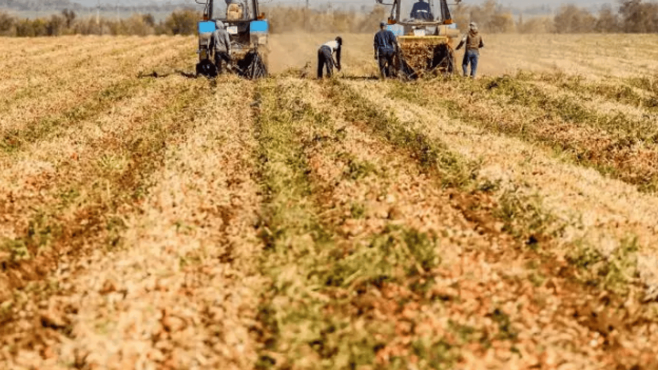 Foto - Ne altın ne de gümüş: Bir koyanın parası 10 kat arttı!